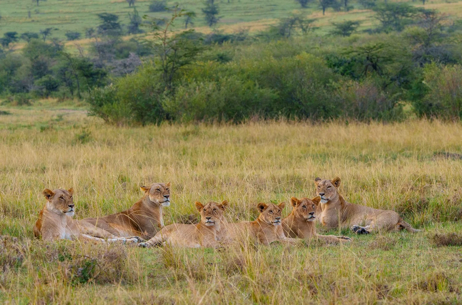 Lionesses and cubs