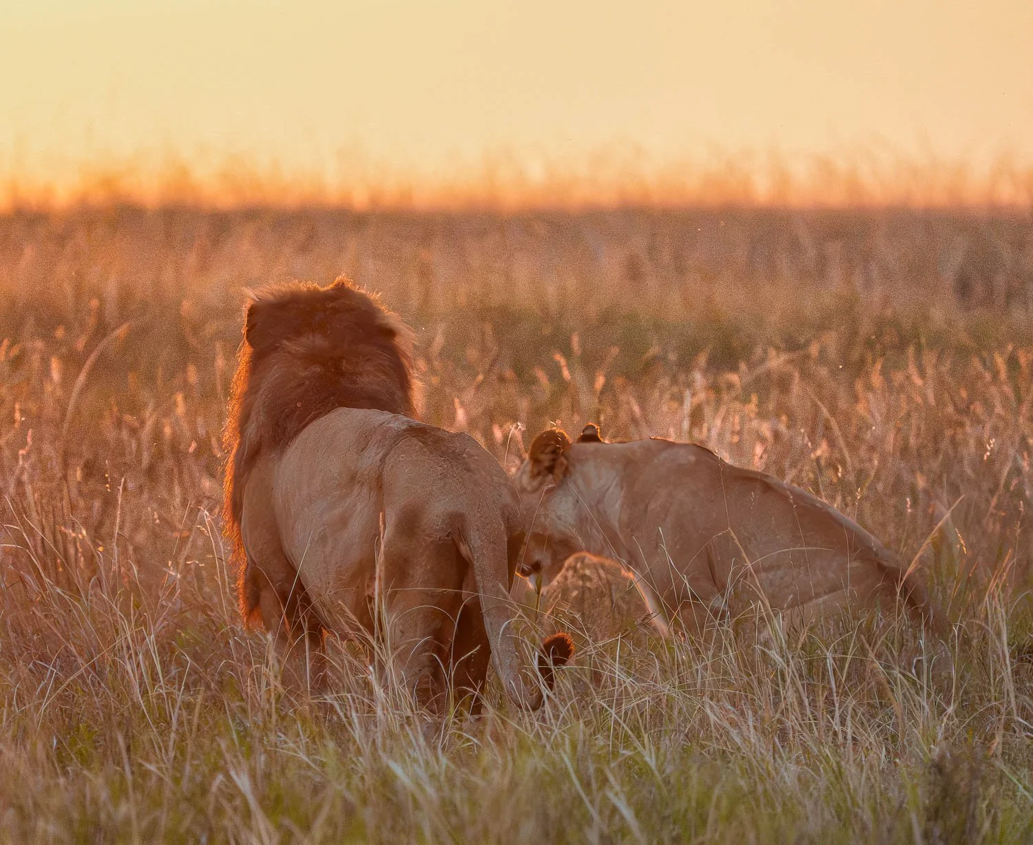 Lion and lioness