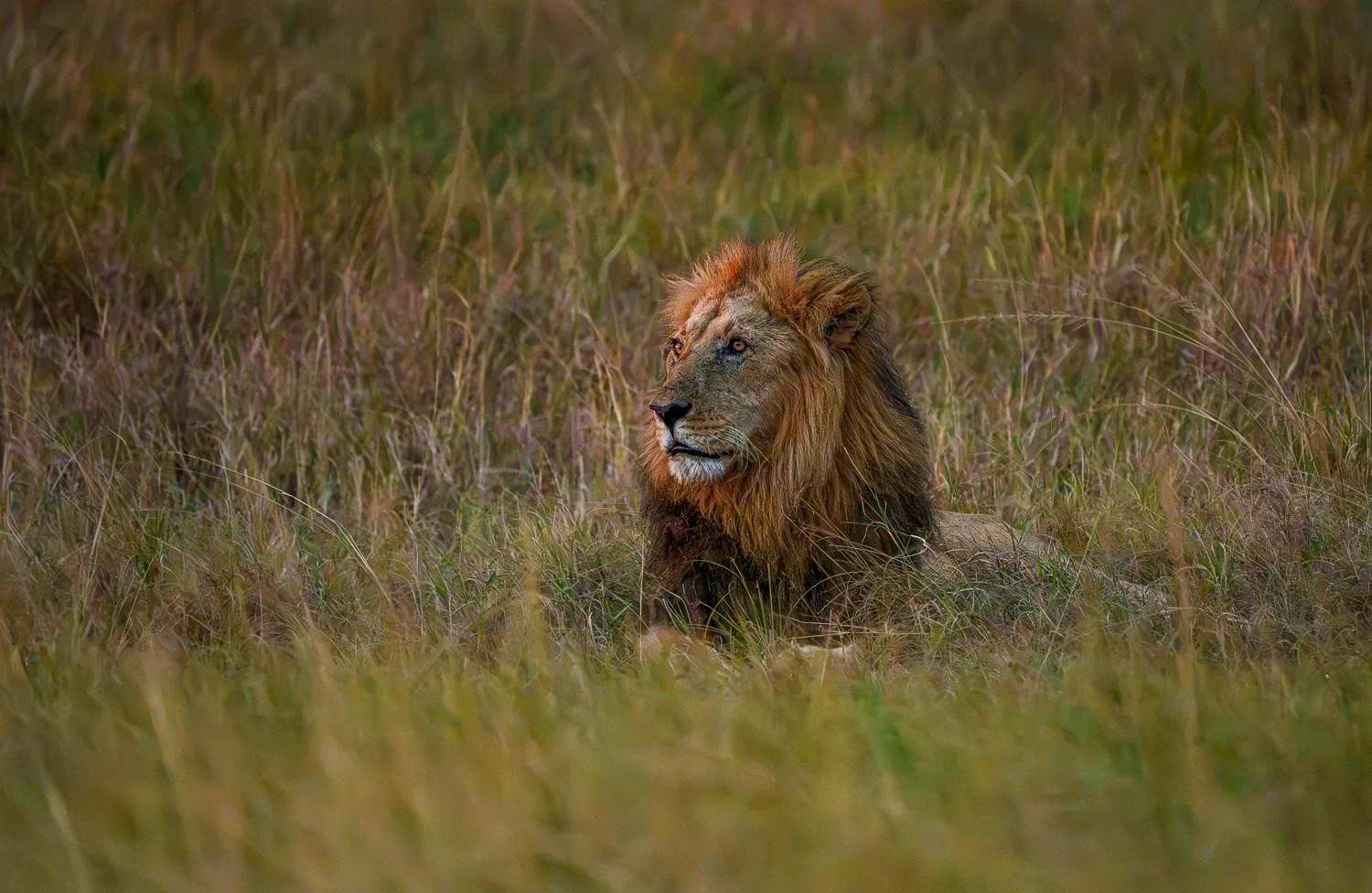 Lion