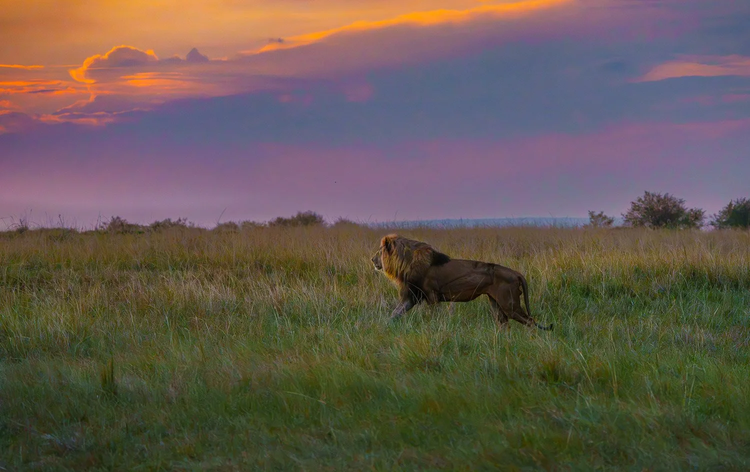 Lion