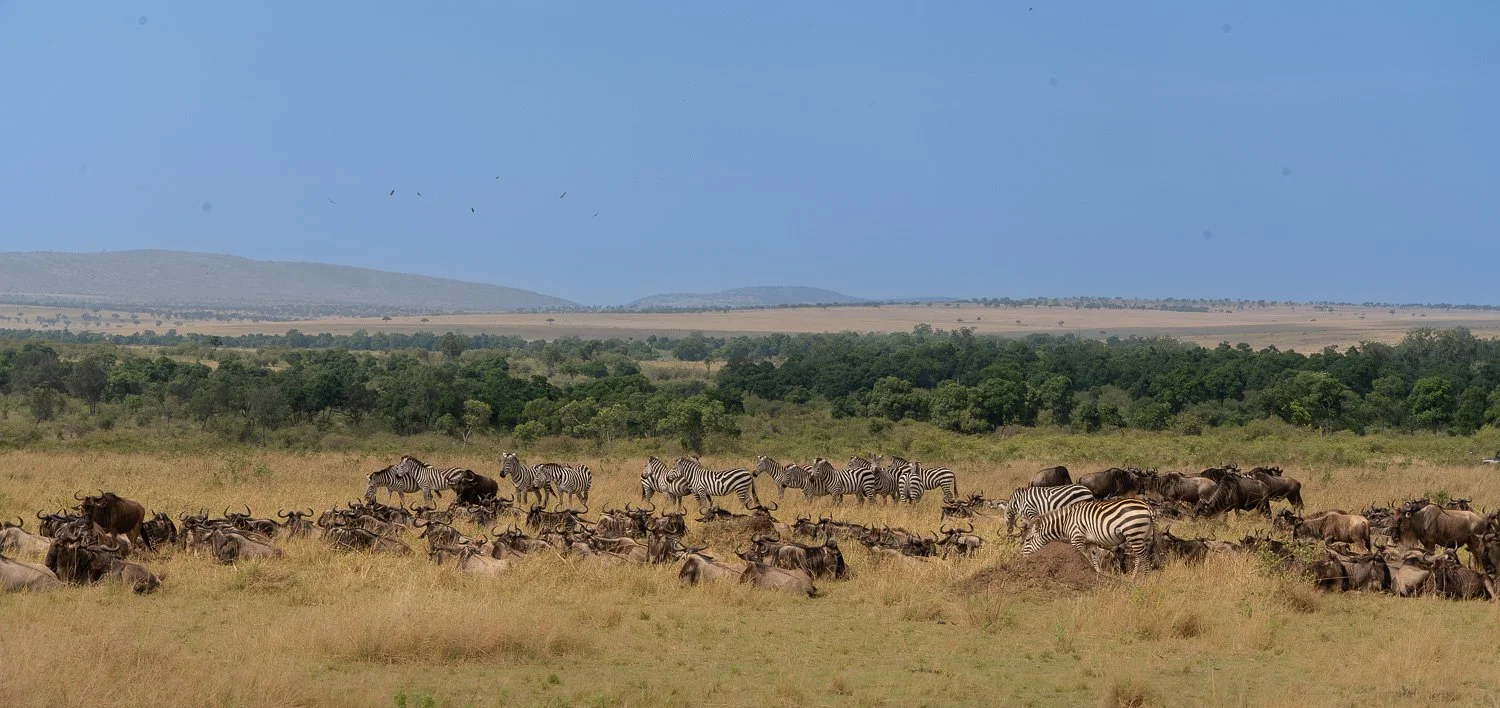 Wildebeest and zebras