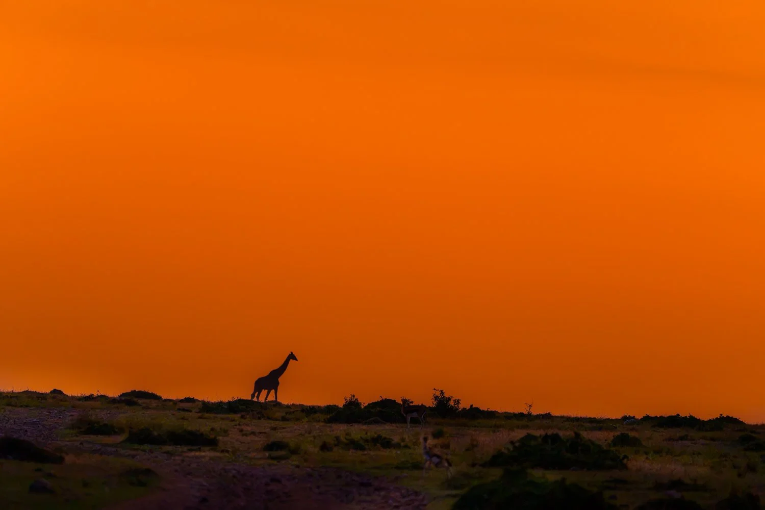 Giraff