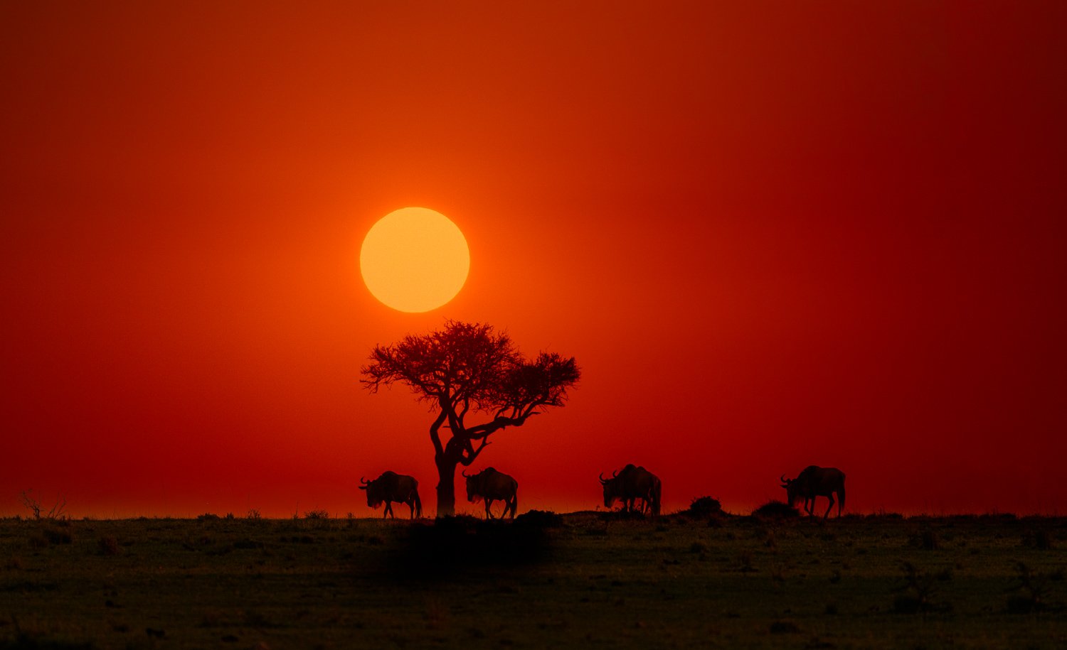 Wildebeest Acacia Sunset