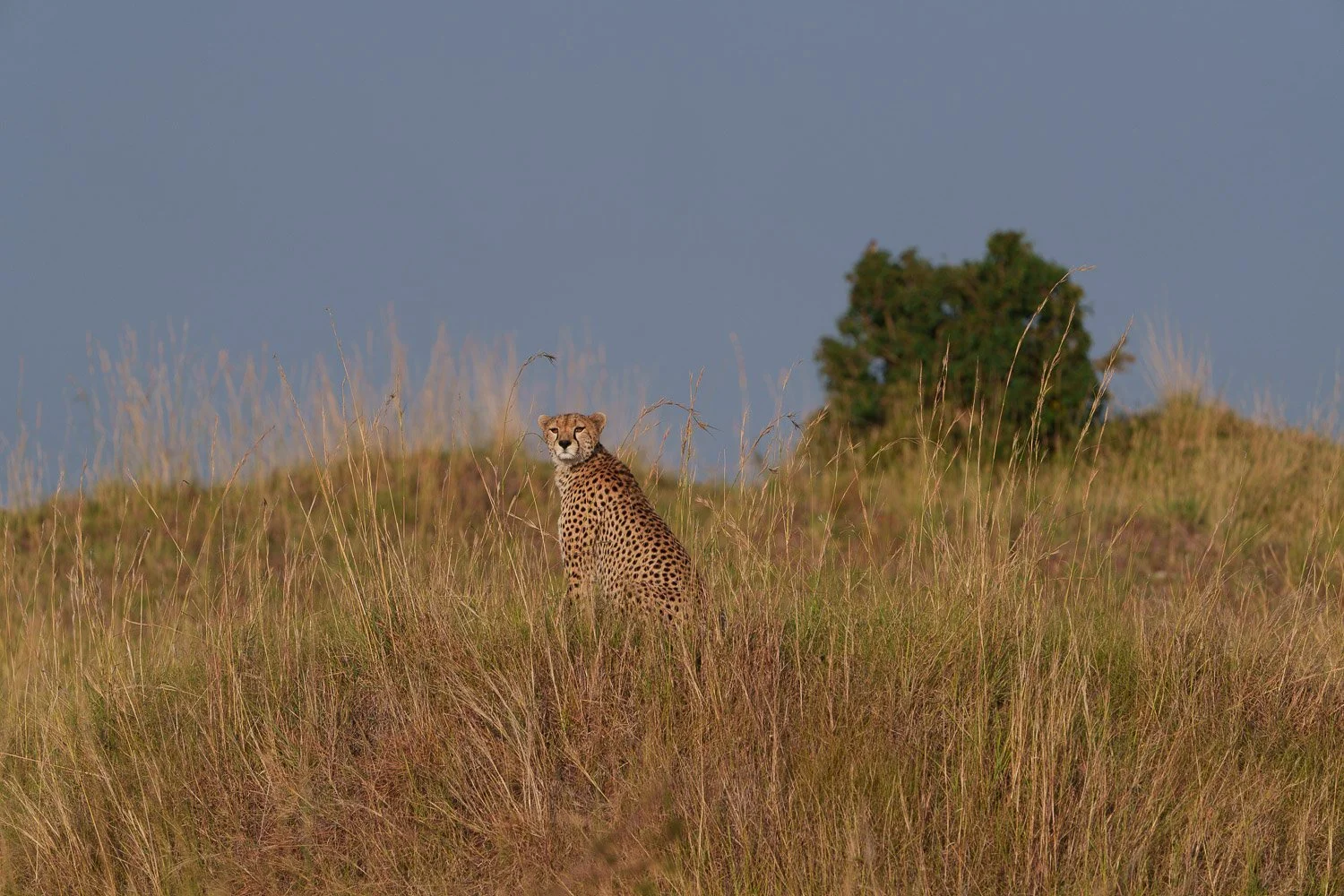 Cheetah