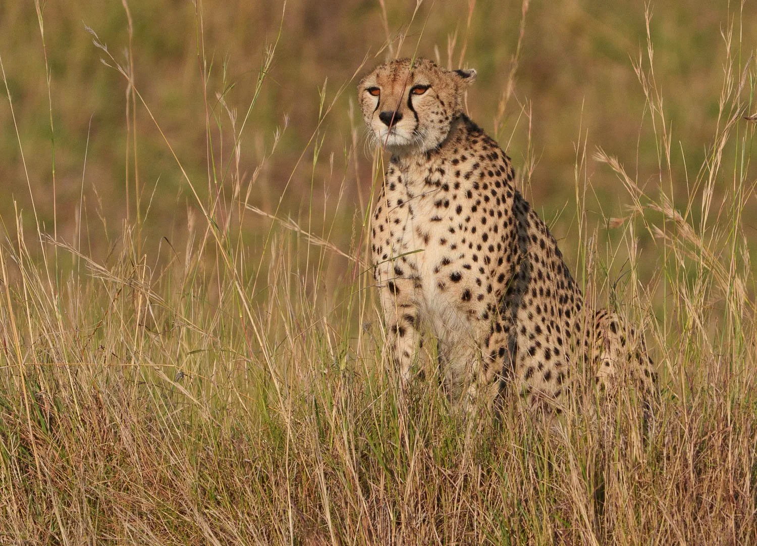 Cheetah