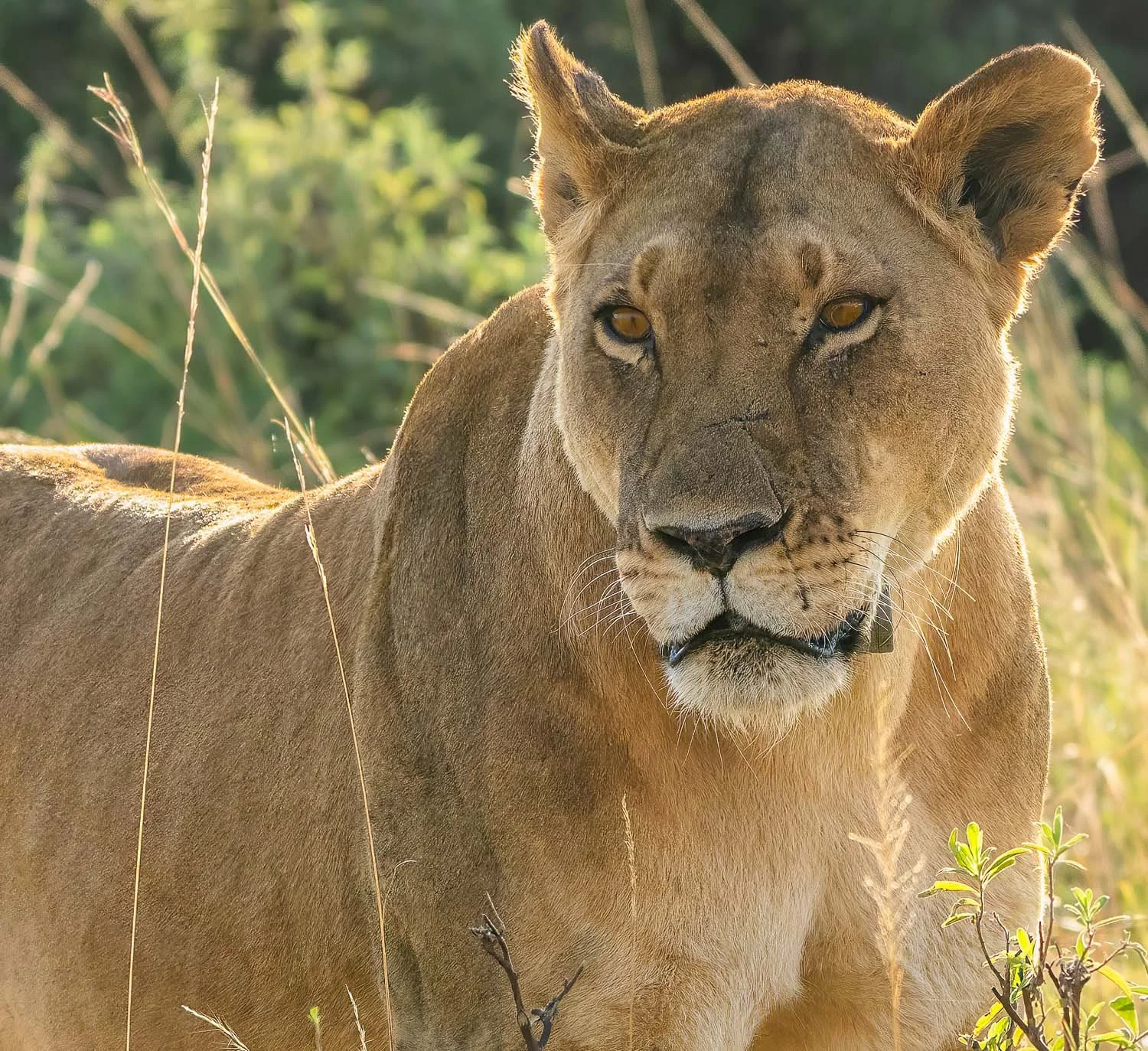 Lioness