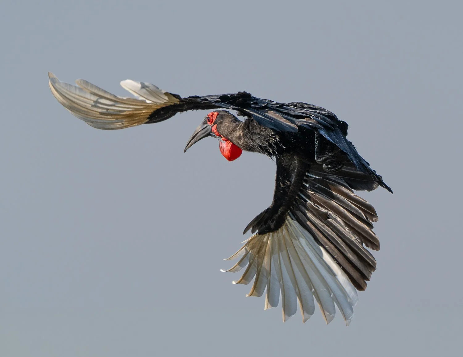 Southern Ground-Hornbill 