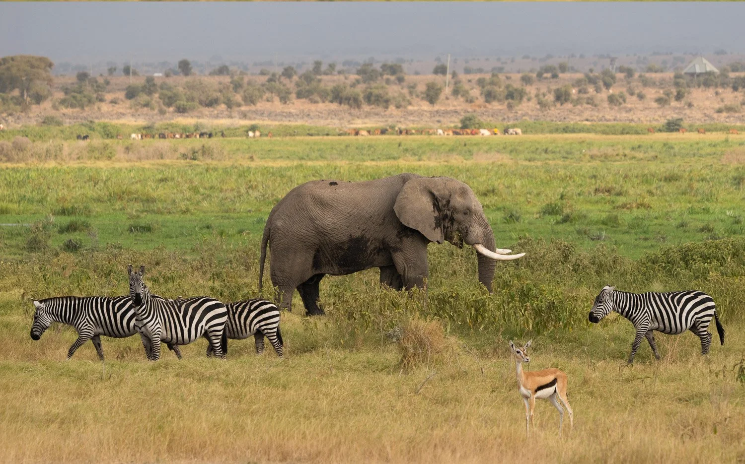 Thomson's gazelle, zebra and elephant