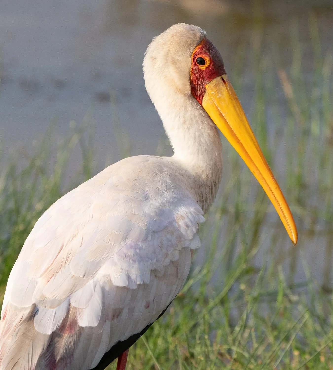 Yellow-billed Stork