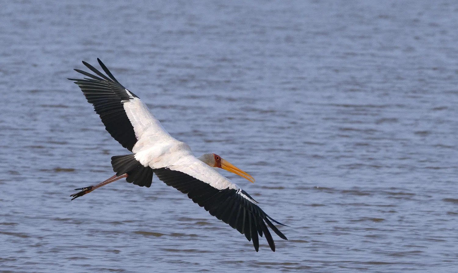 Yellow-billed Stork