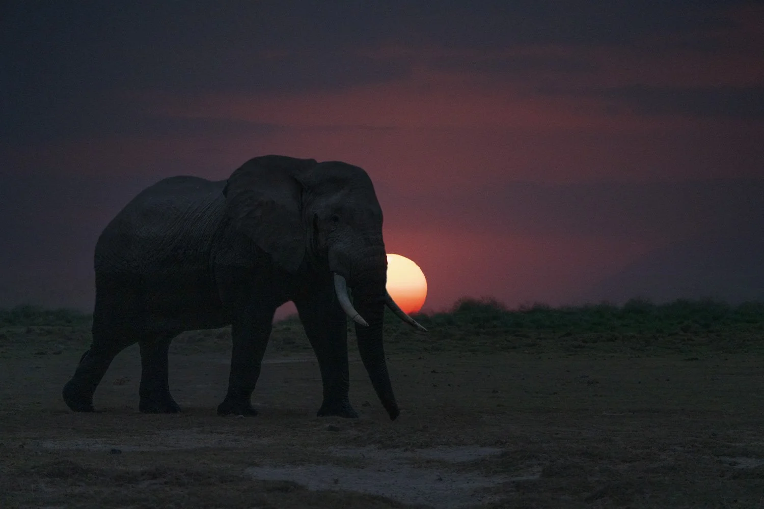 Elephant sunset