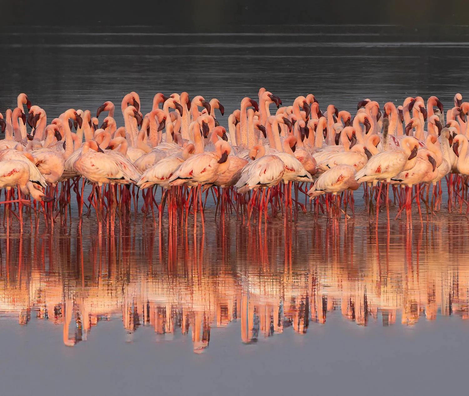 Flamingos