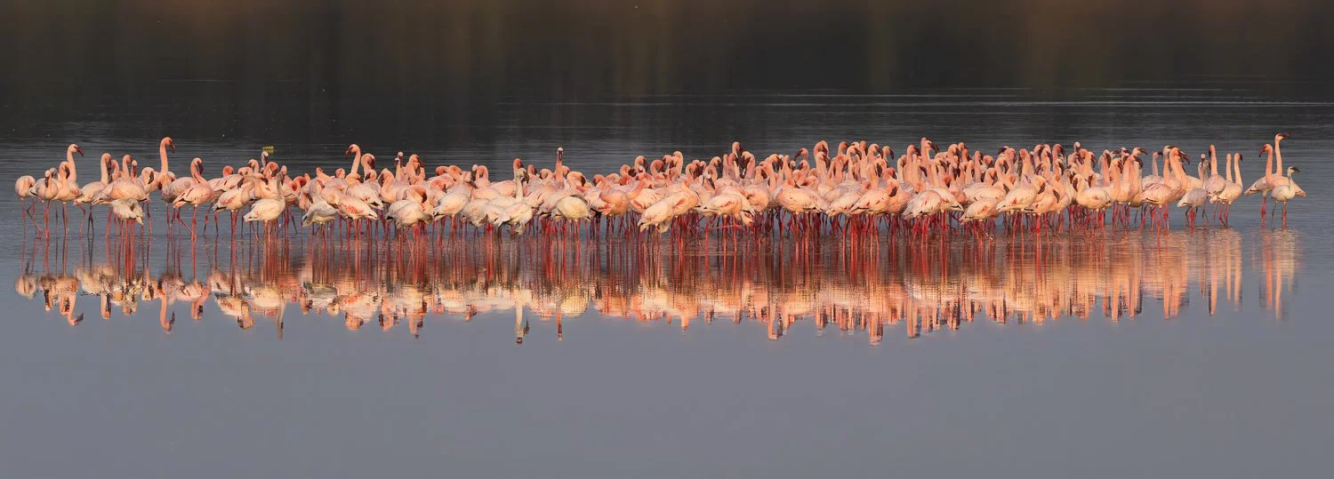 Flamingos