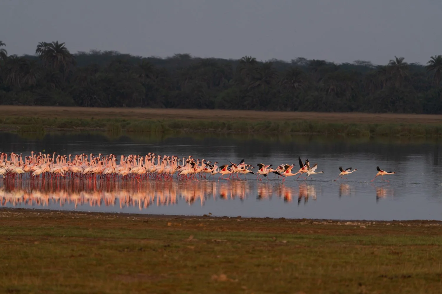 Flamingos