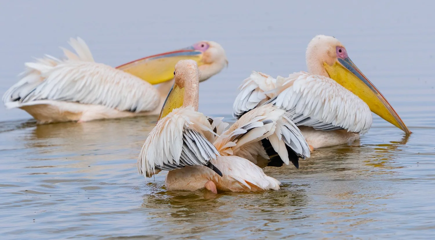 Great White Pelicans 