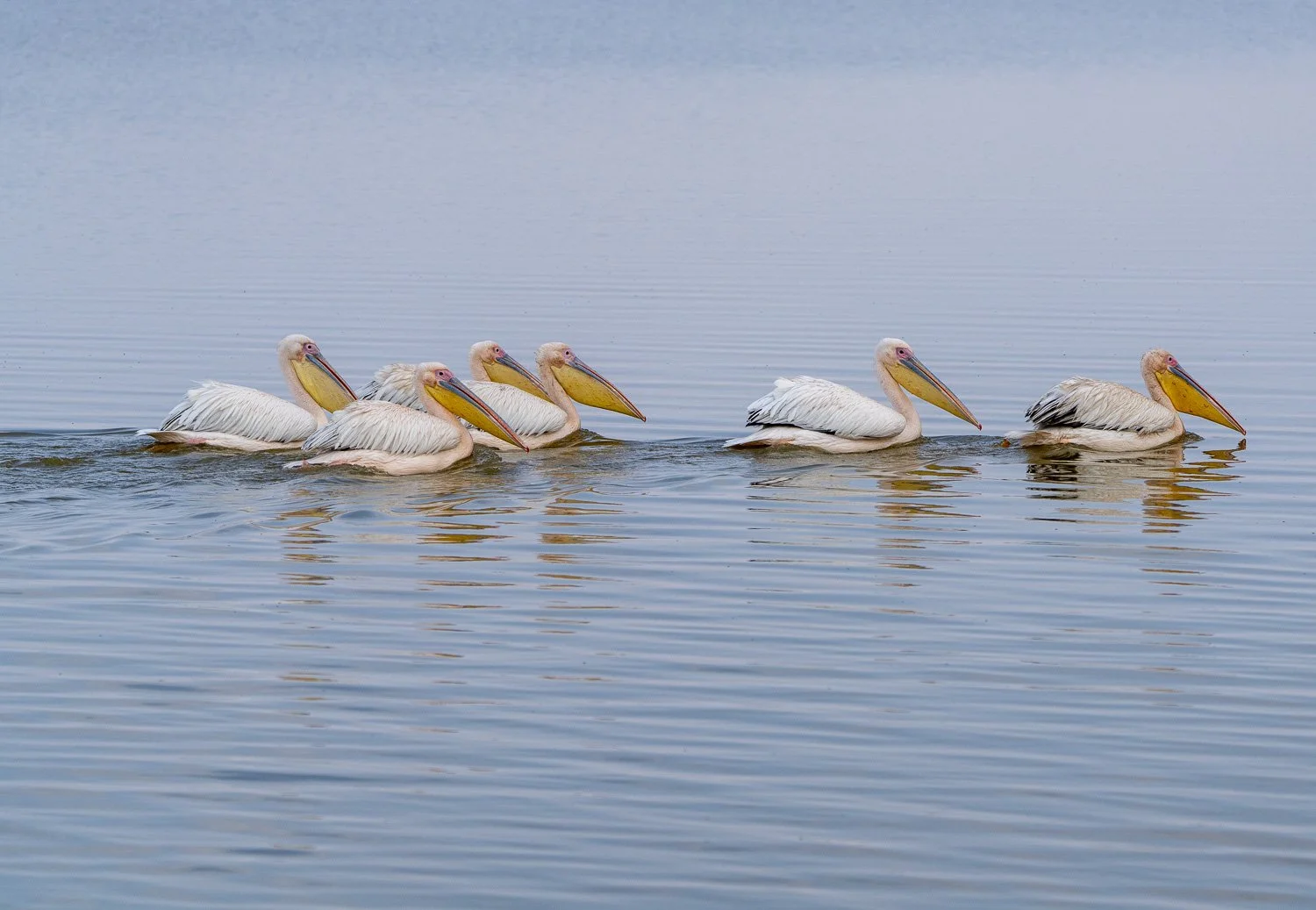 Great White Pelicans 
