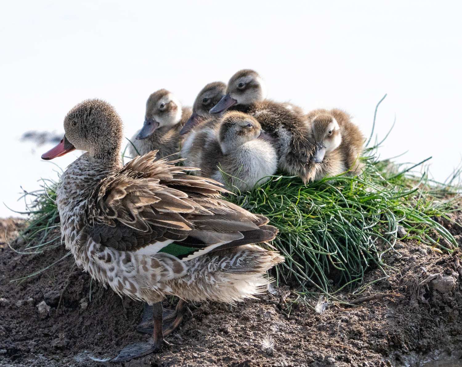 Cape Teal Duck and brood