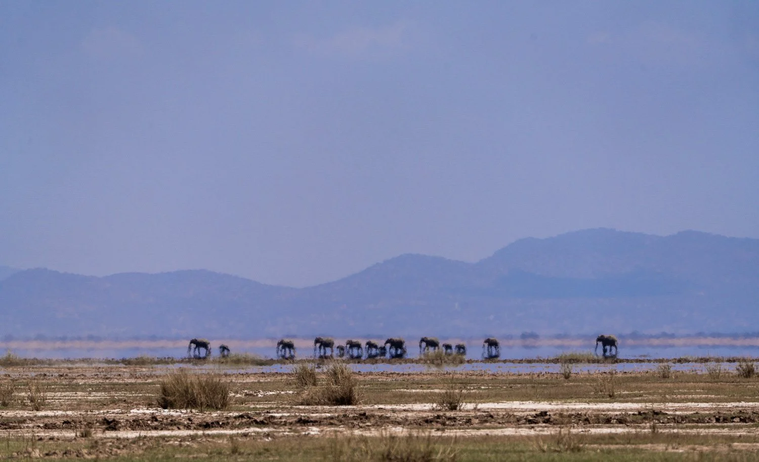 Elephant Mirage