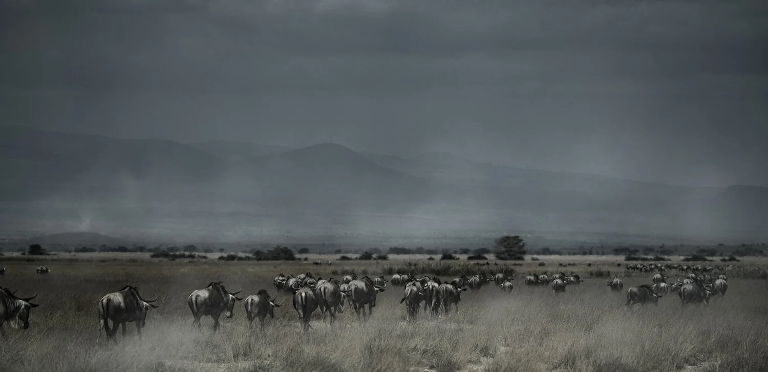 Wildebeest