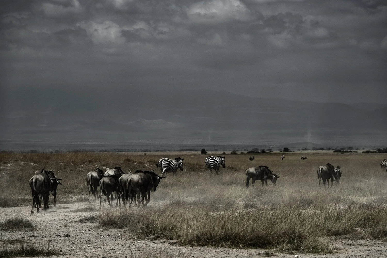Wildebeest