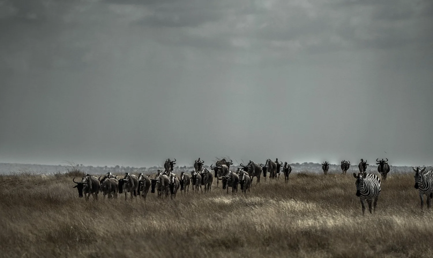 Wildebeest