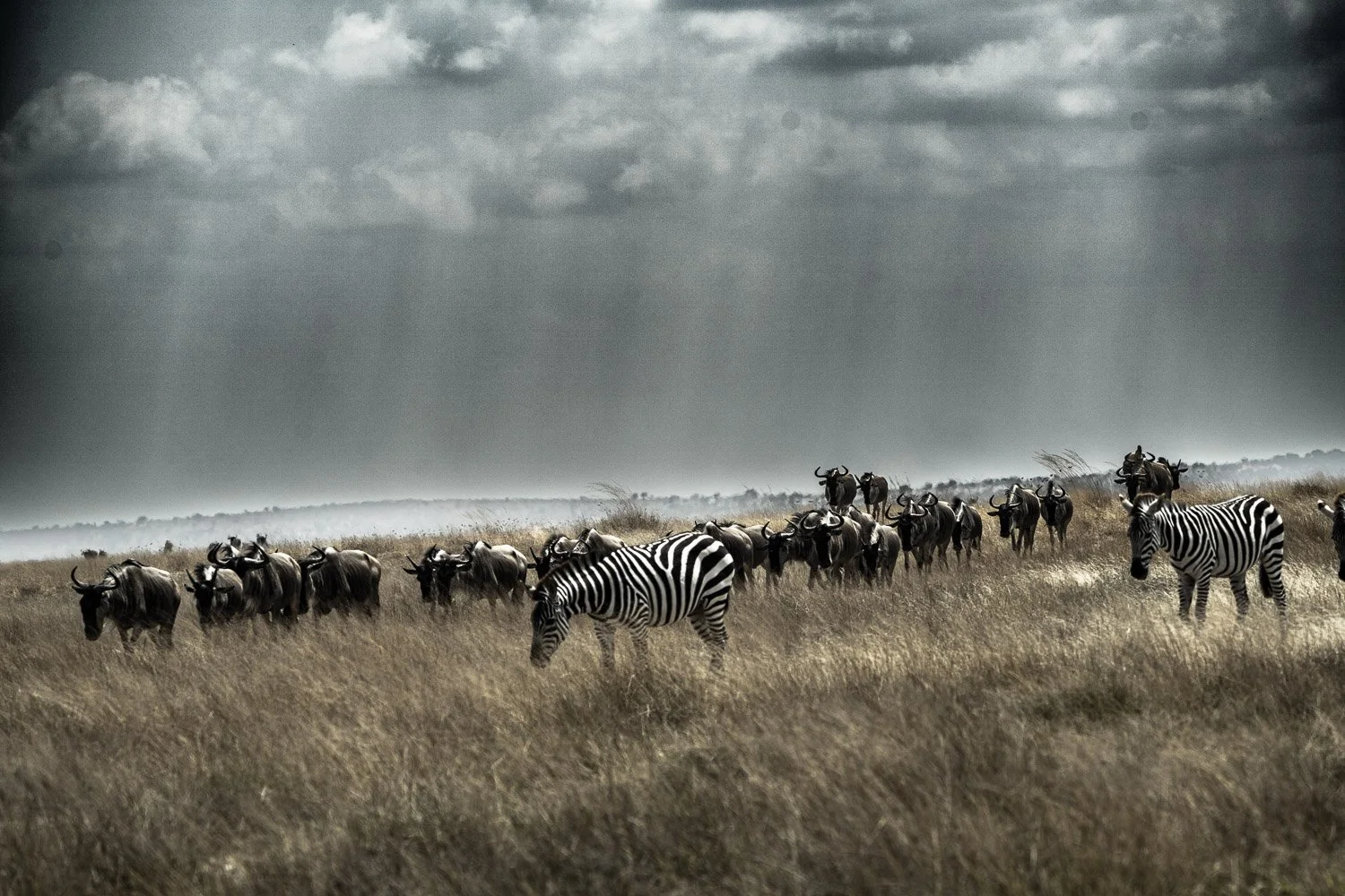 Wildebeest