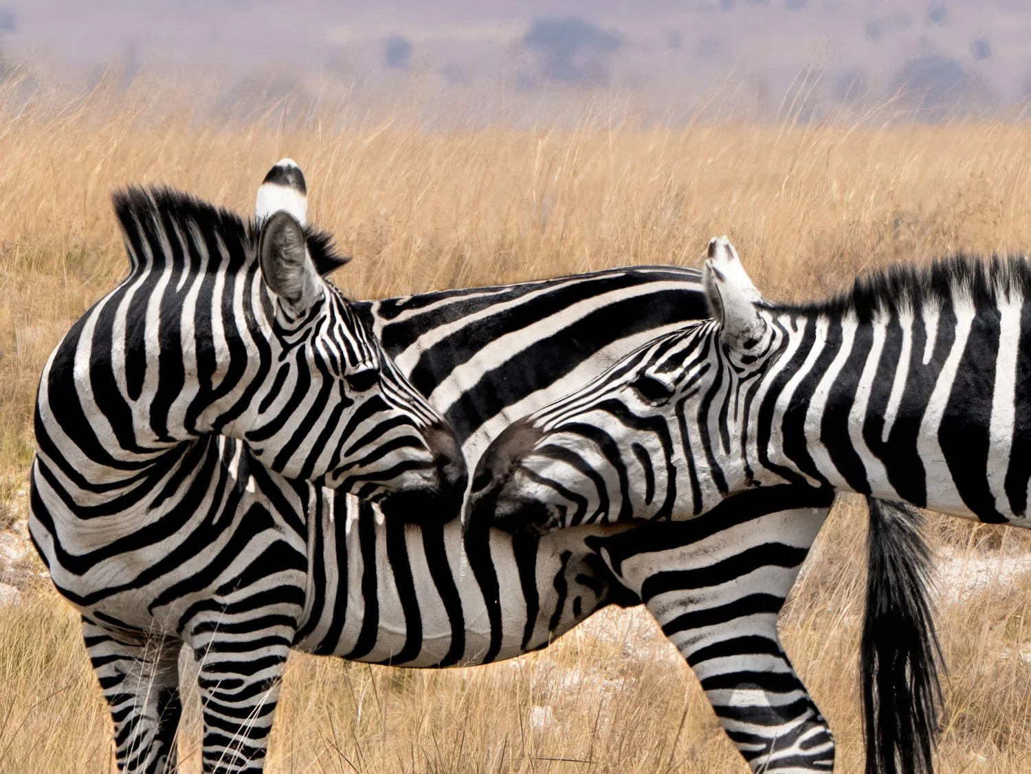 Zebras