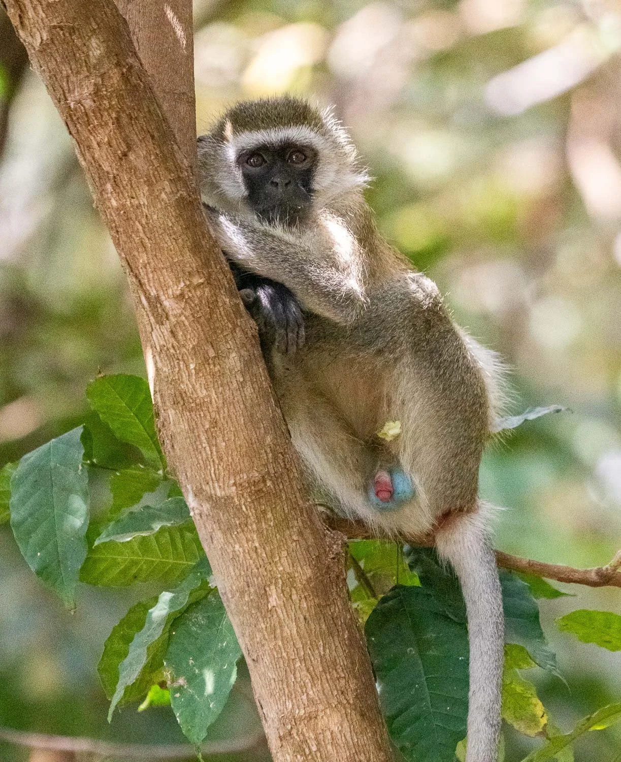 Vervet monkey aka blue balled monkey