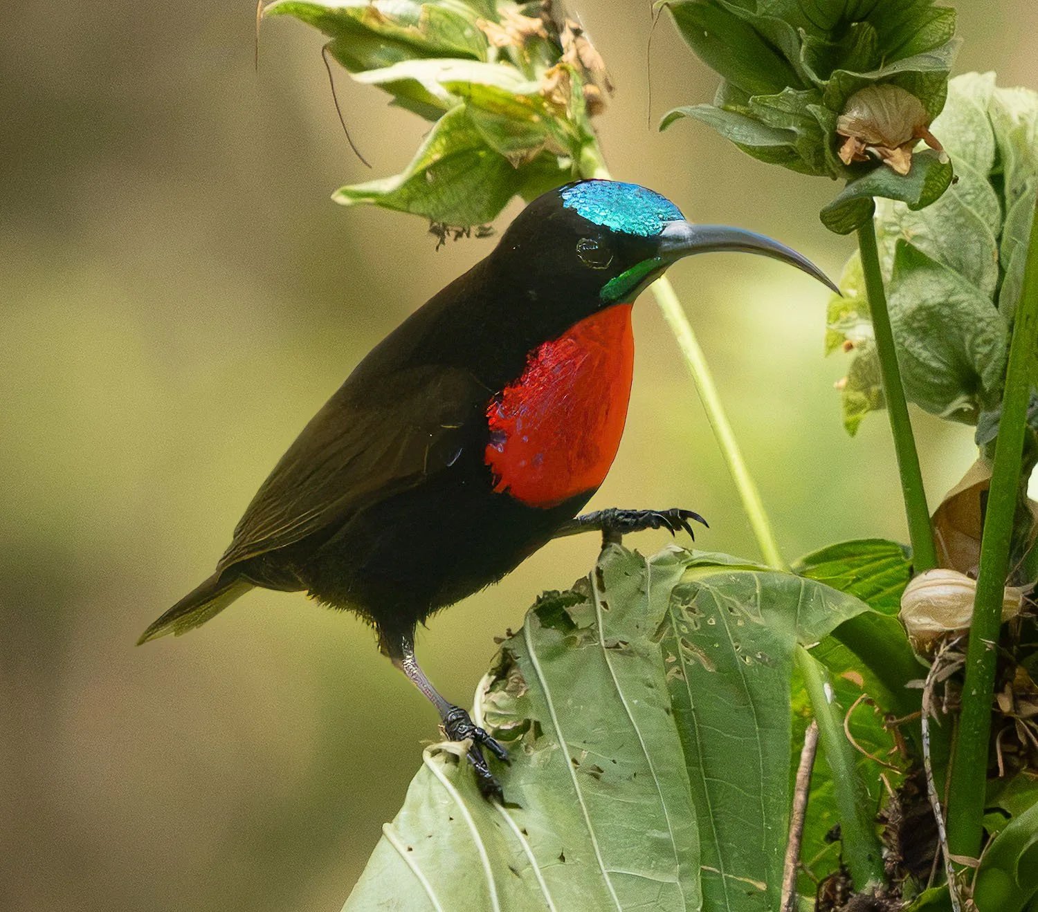 Superb Starling