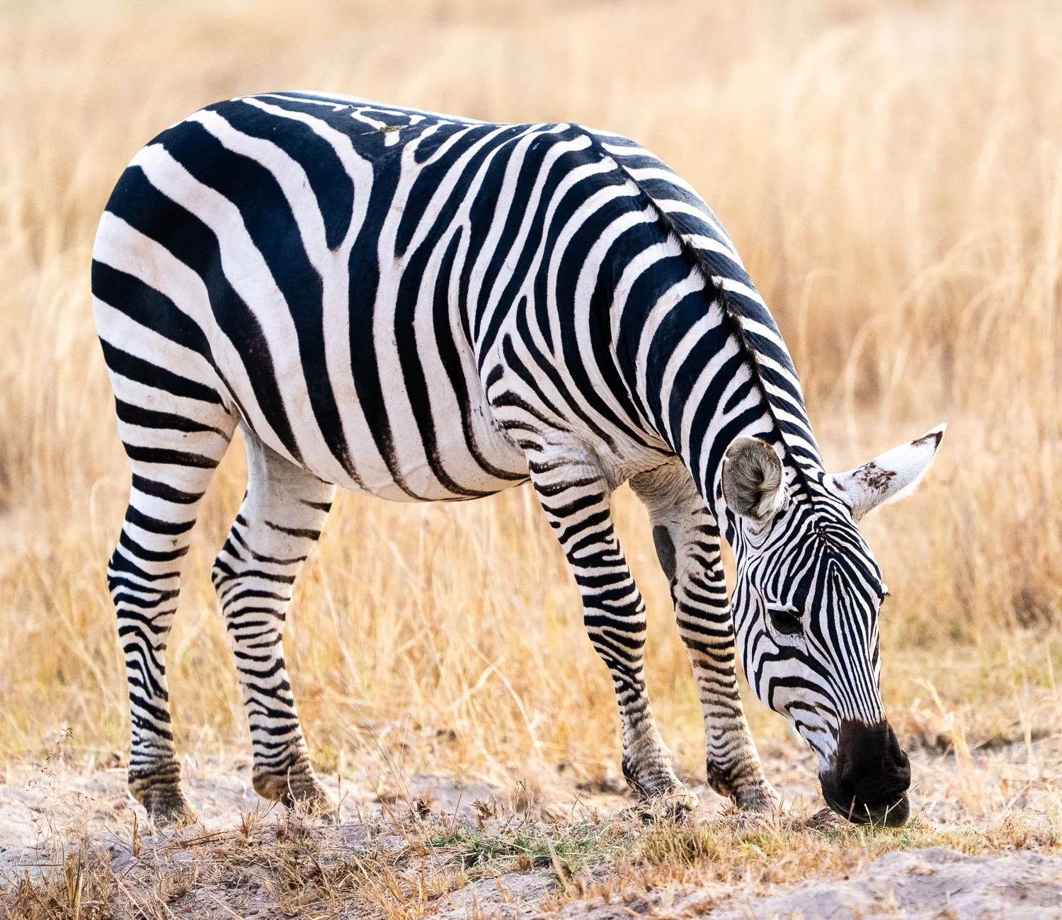 Zebra