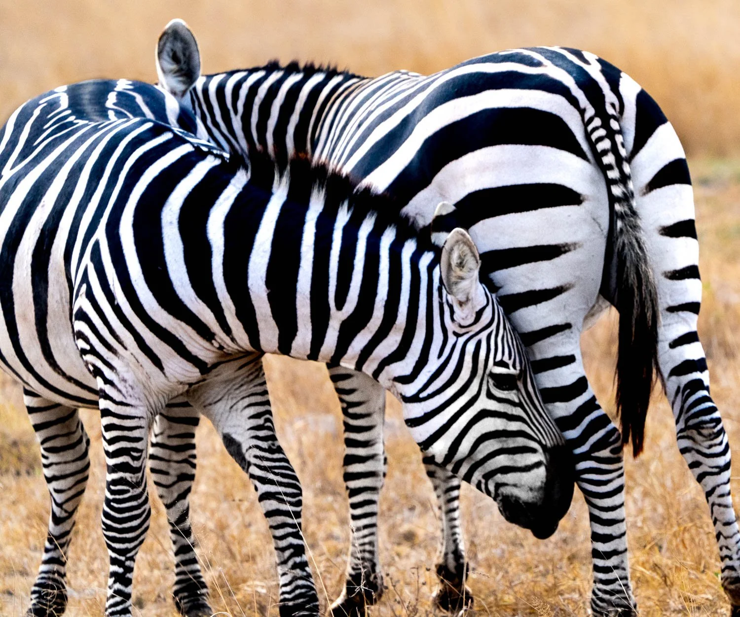 Zebras