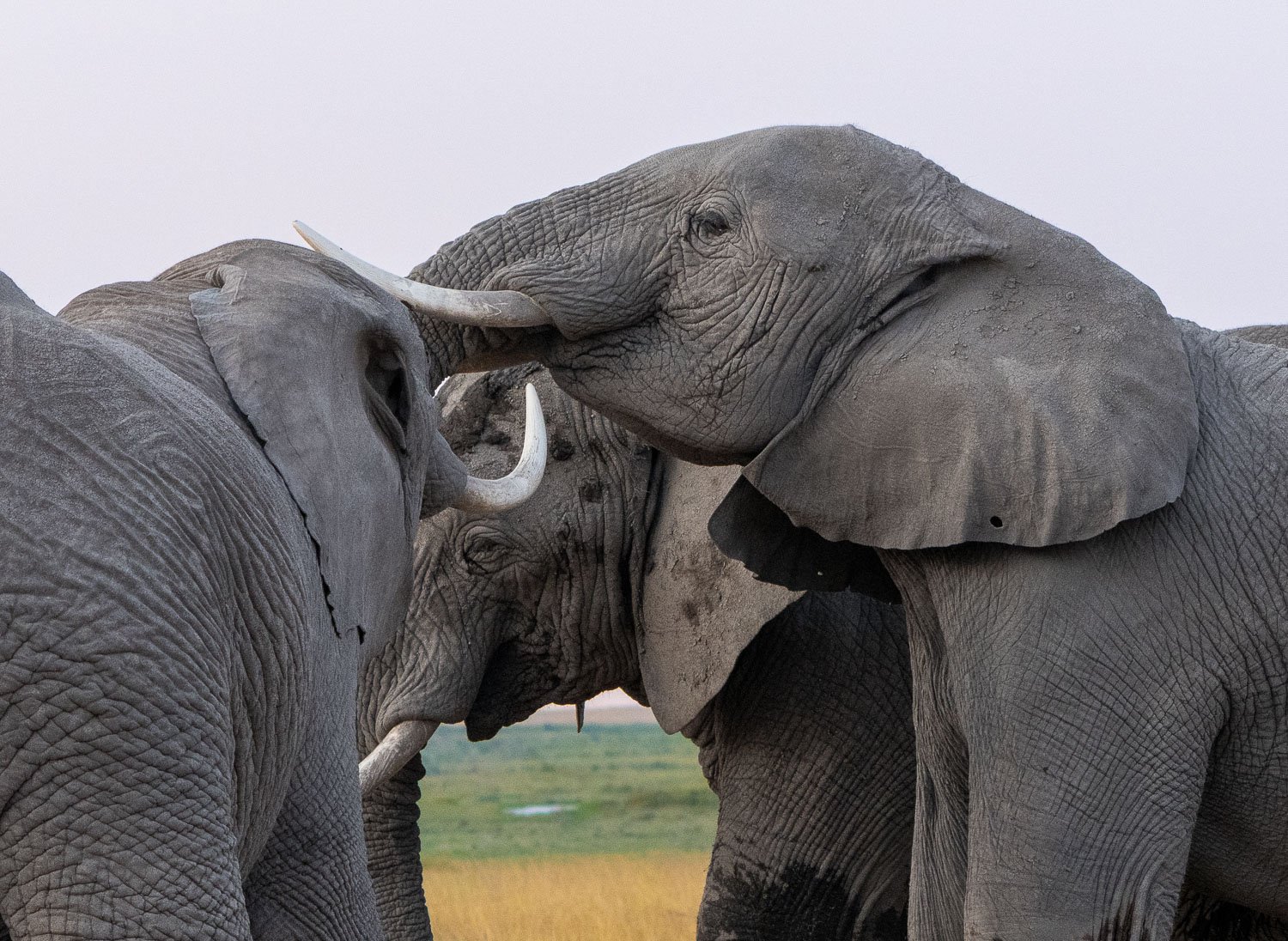 Elephants jousting