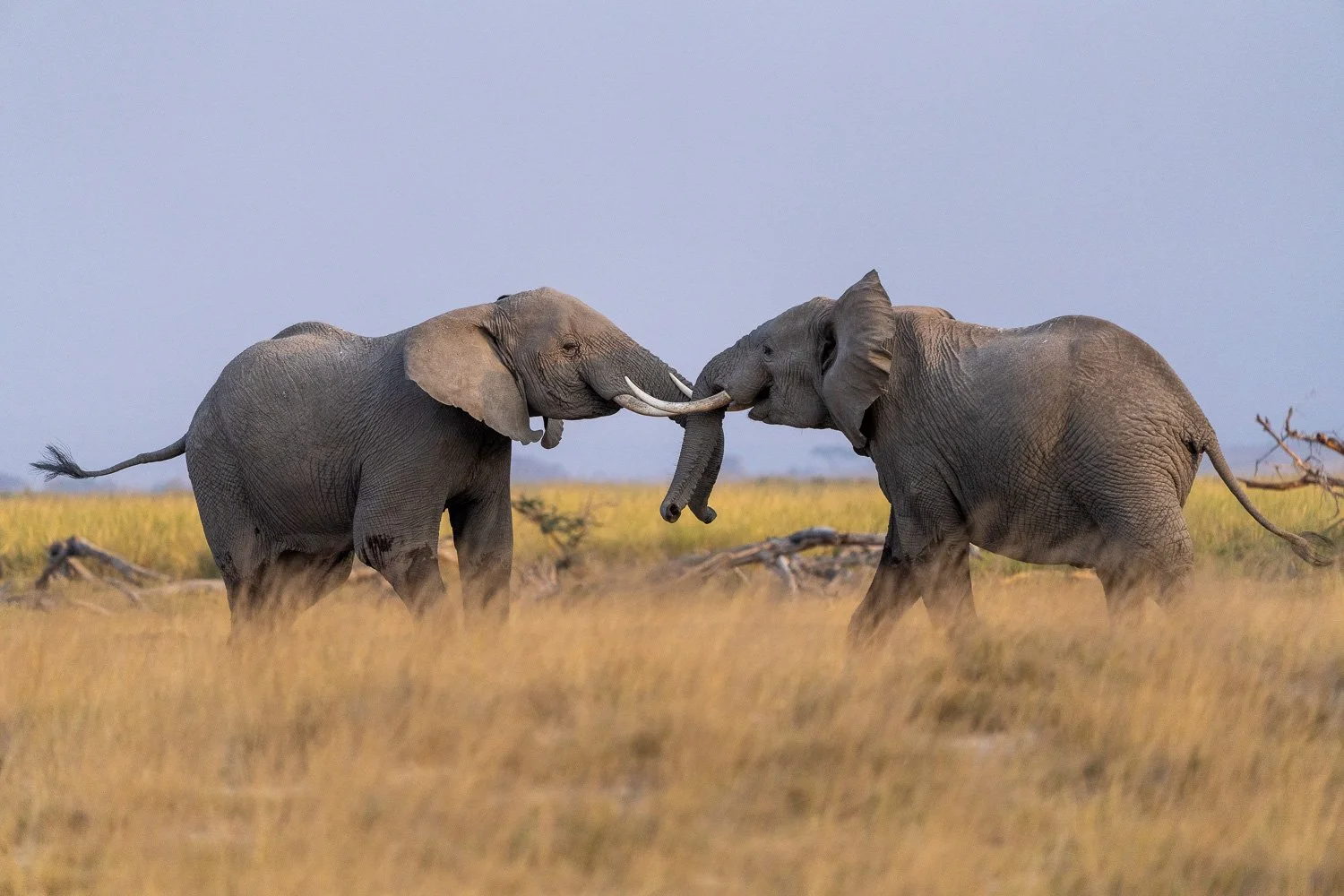 Elephants jousting