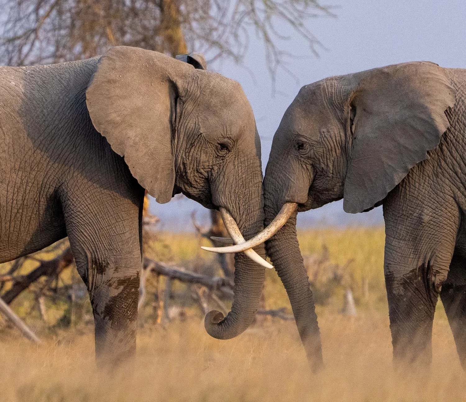 Elephants jousting