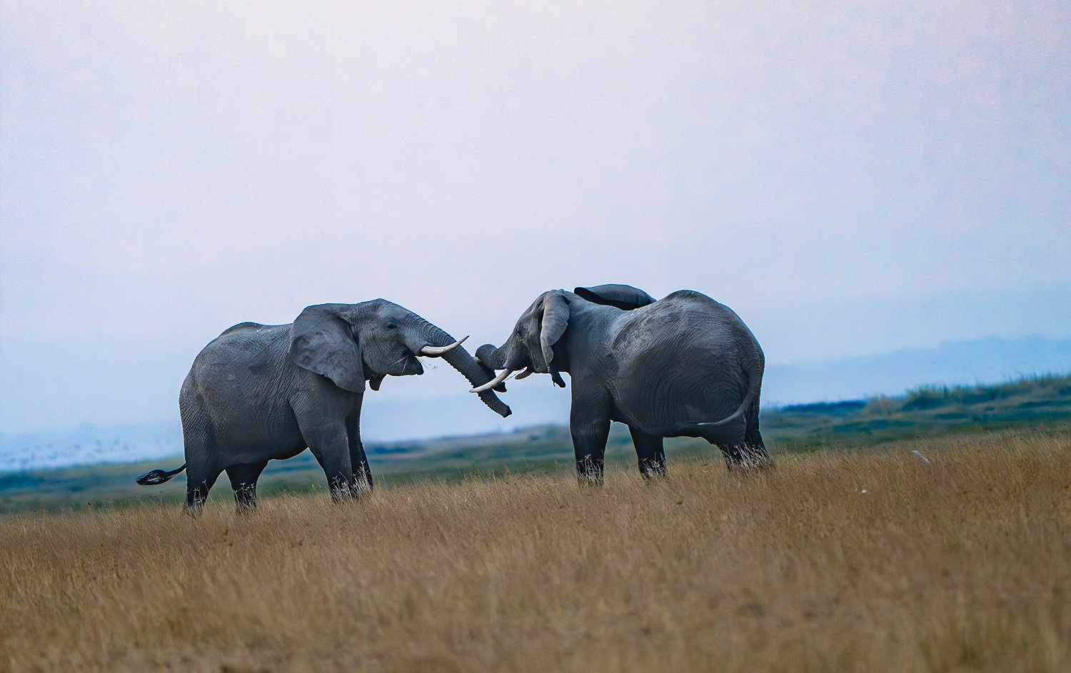 Elephants play jousting