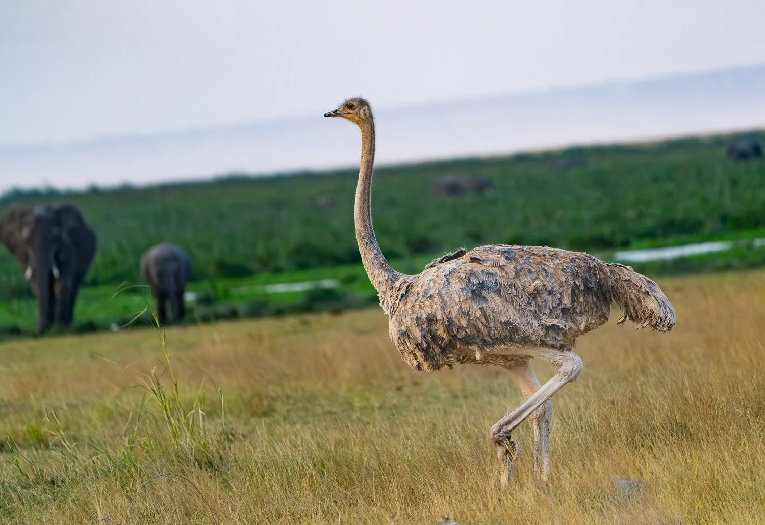 Female Ostrich