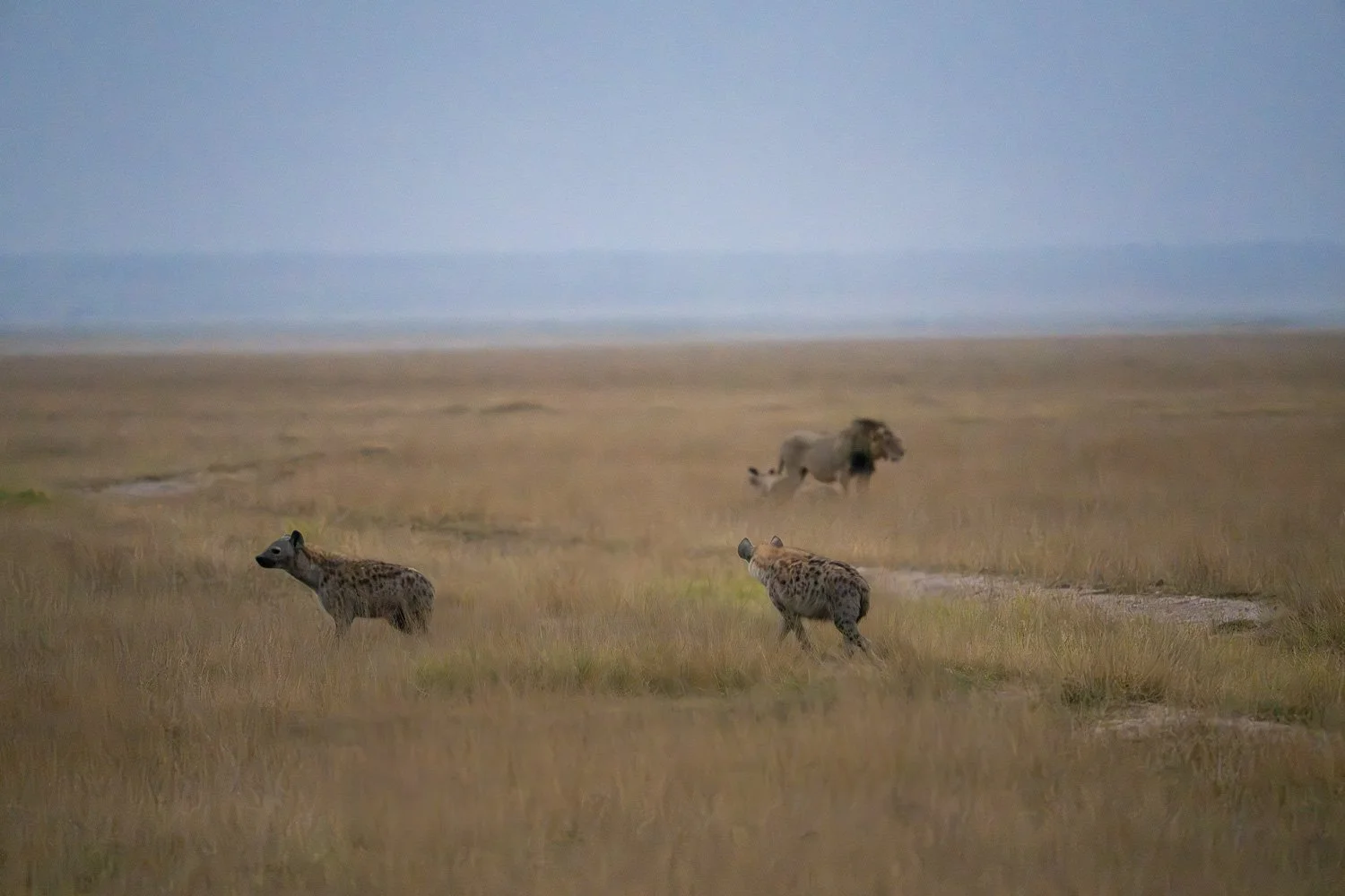 Hyenas and lion