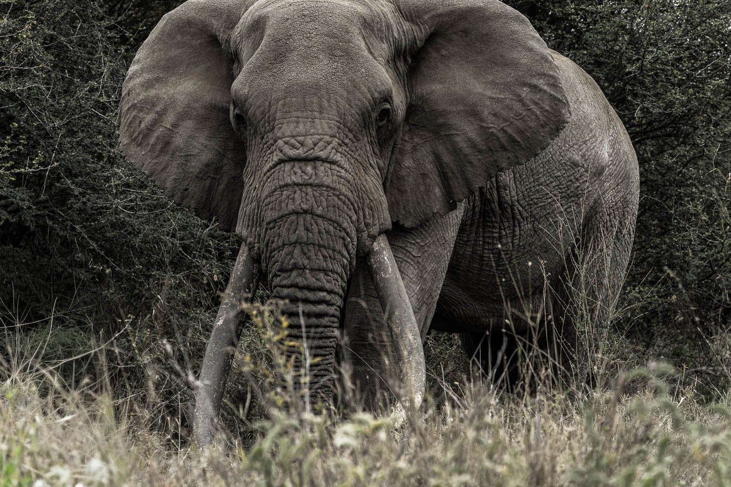 Tee Jay the Tusker, elephant