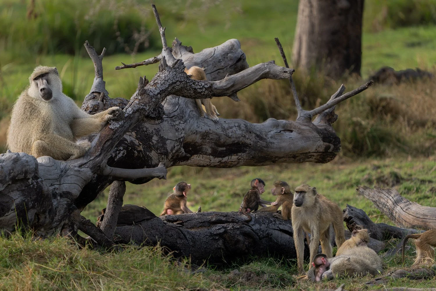 Baboons