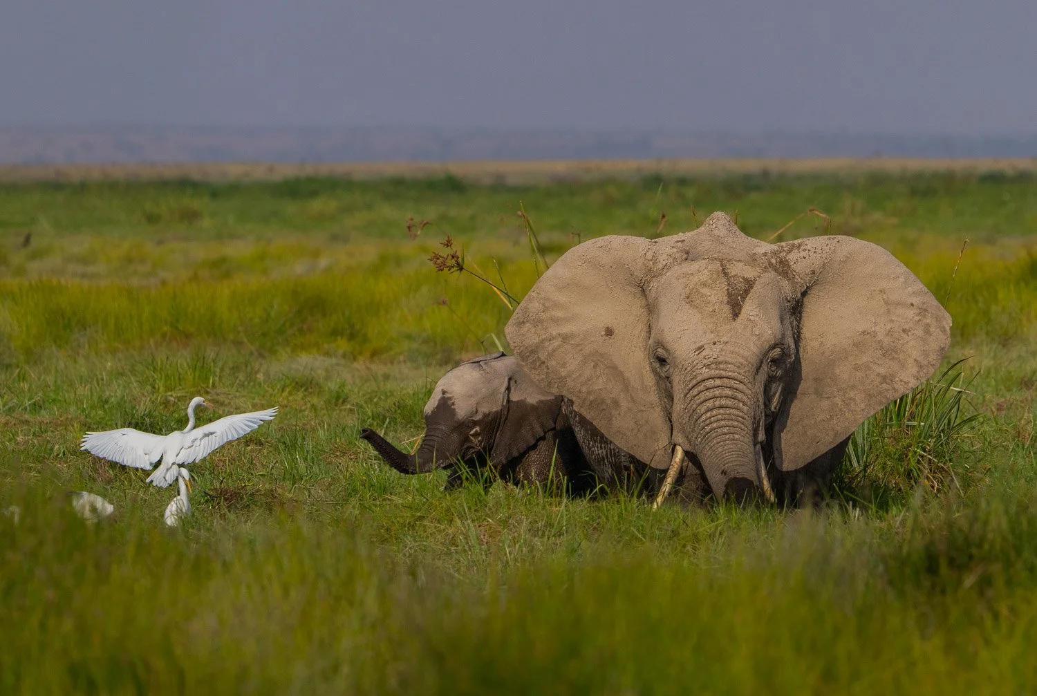 Elephant and calf in wetlands salad bowl