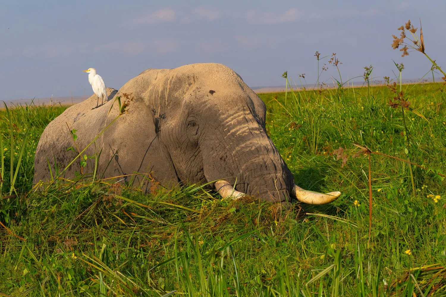 Elephant and egret
