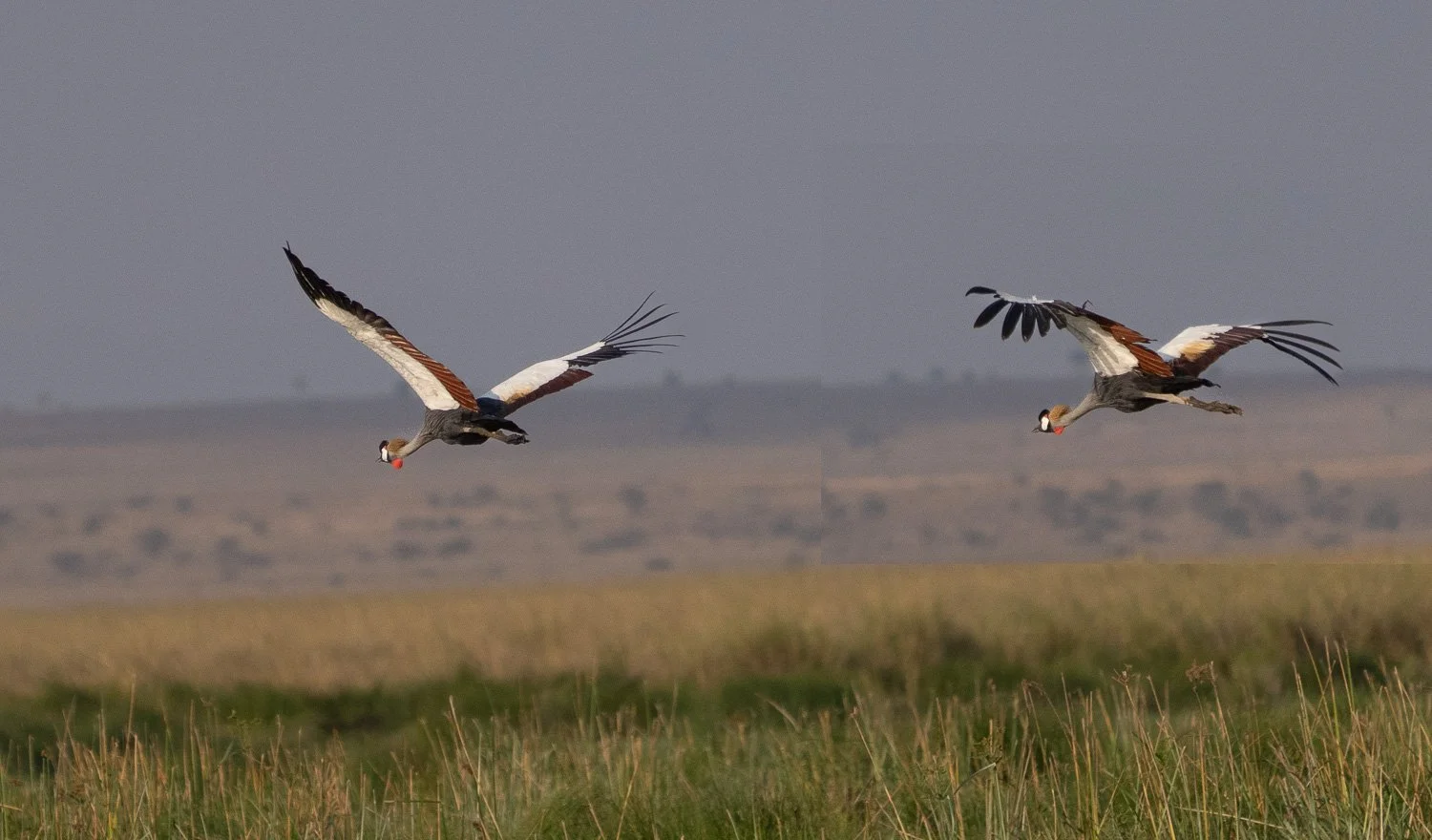 Grey Crowned Cranes