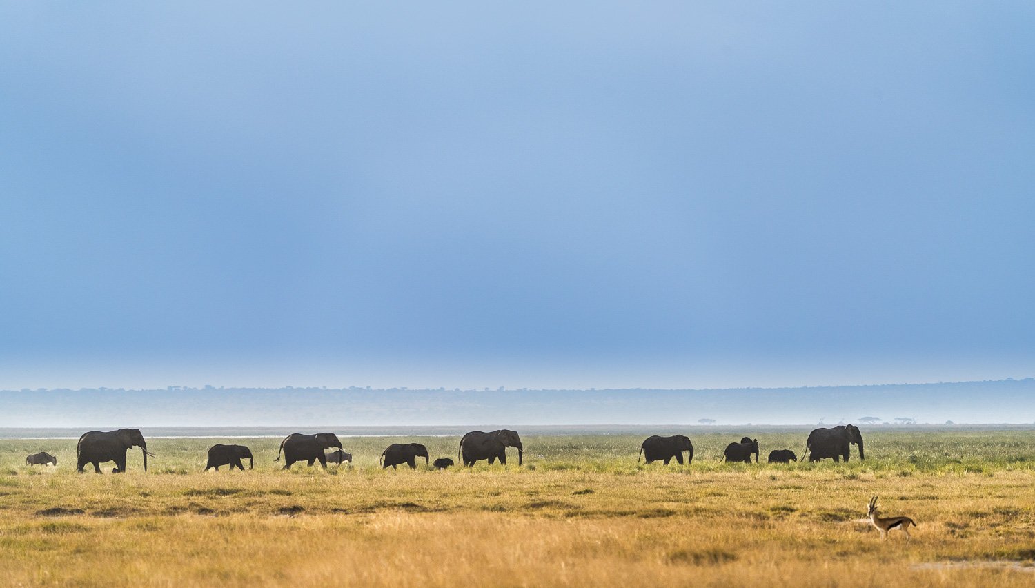 Elephants