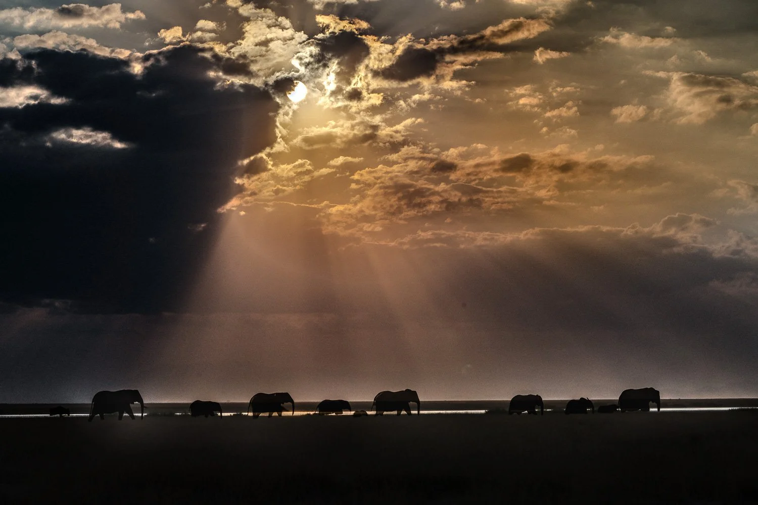 Elephants