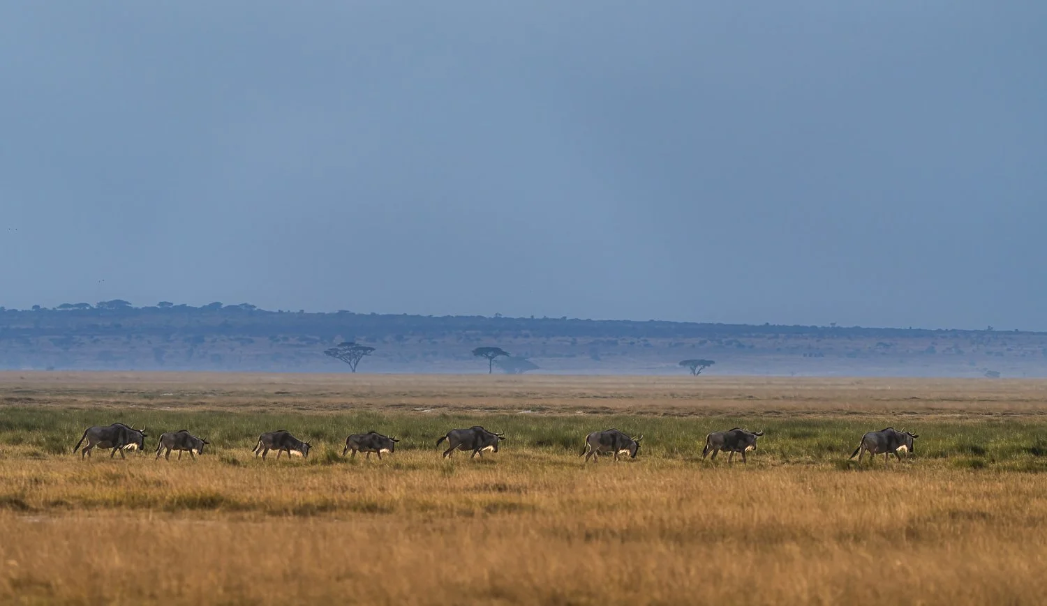 Elephants