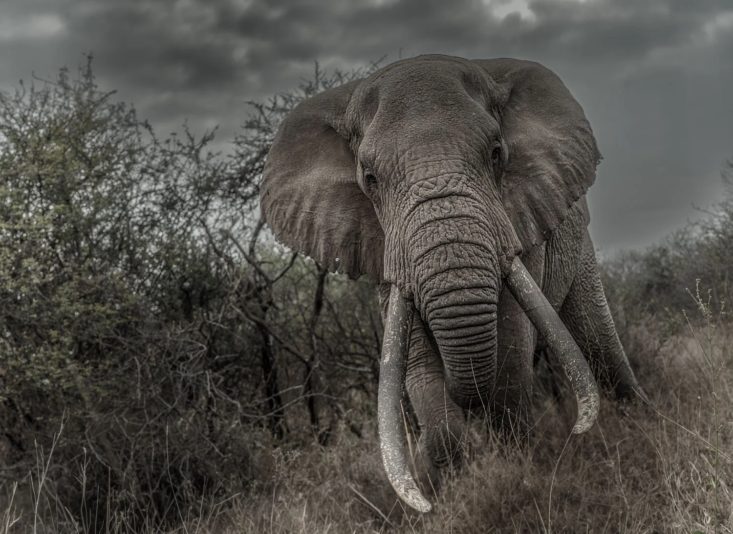 Tee Jay, the tusker