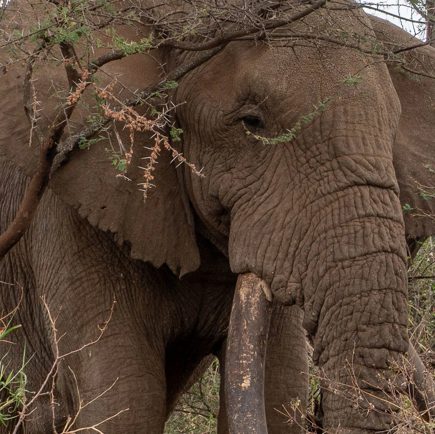 Tee Jay the tusker