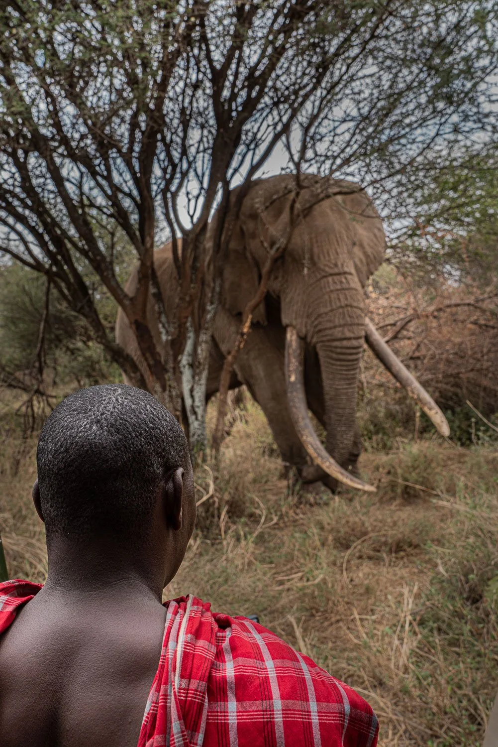 Masai, Tracker
