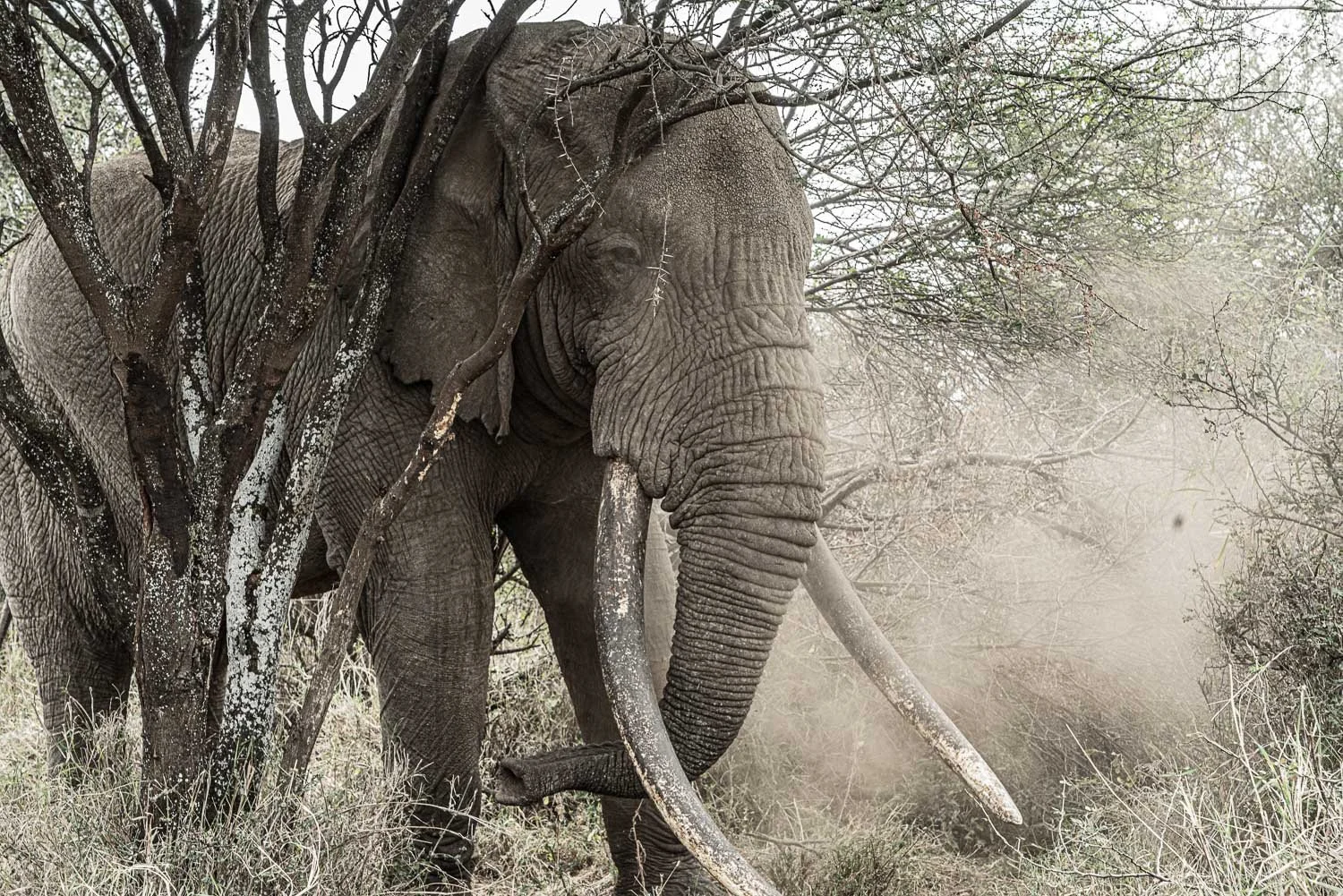 Tee Jay the tusker blowing some dust