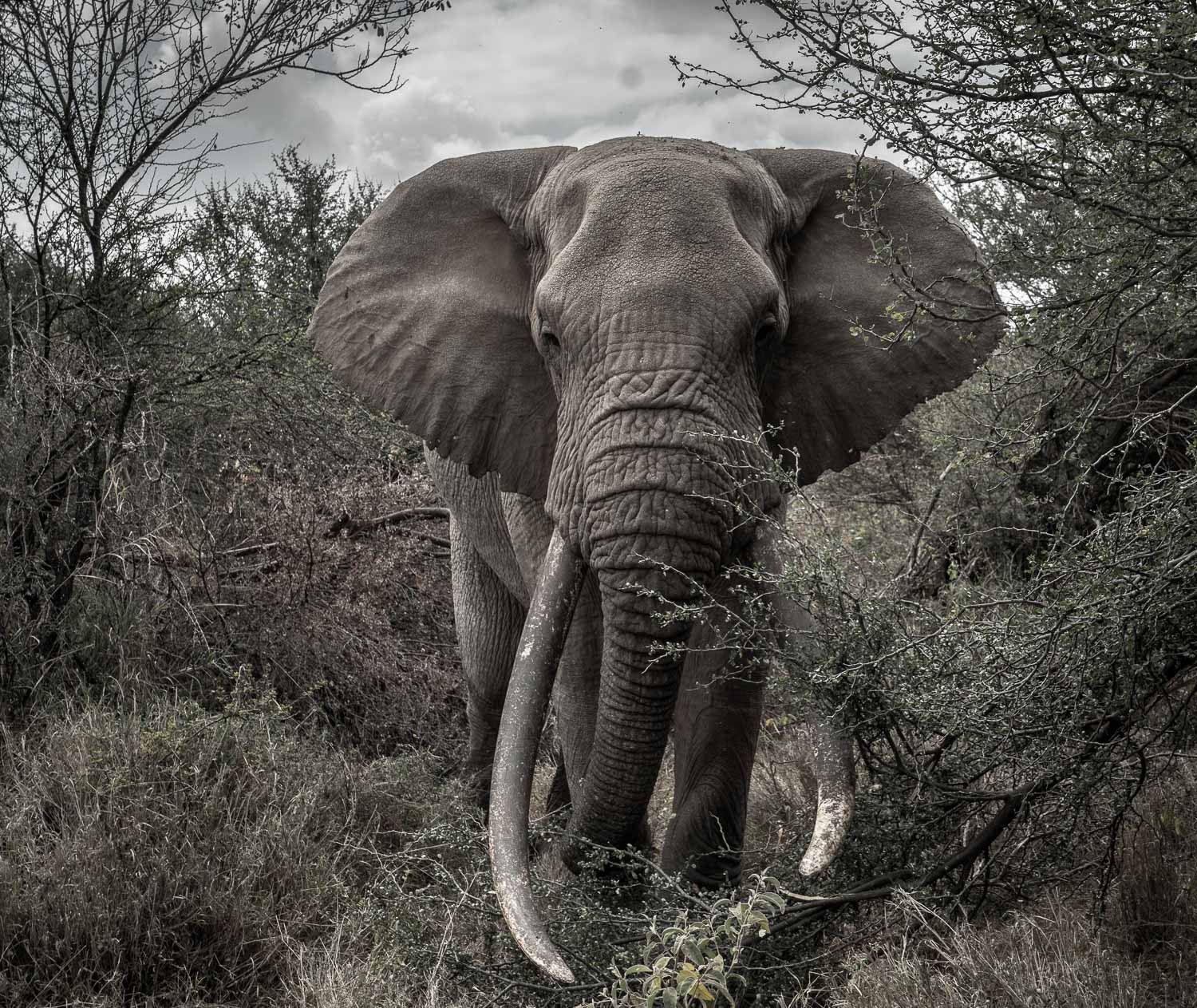 Tee Jay the tusker